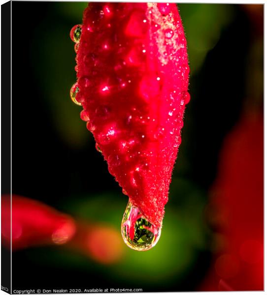 The Beguiling Fuchsia Bud Canvas Print by Don Nealon