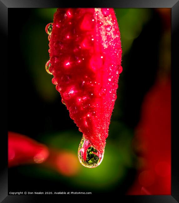 The Beguiling Fuchsia Bud Framed Print by Don Nealon