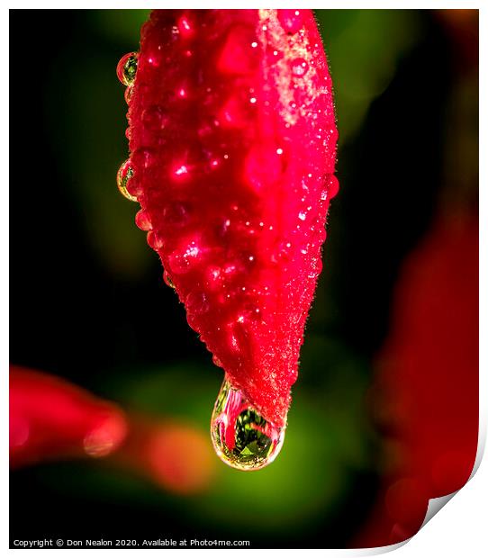 The Beguiling Fuchsia Bud Print by Don Nealon