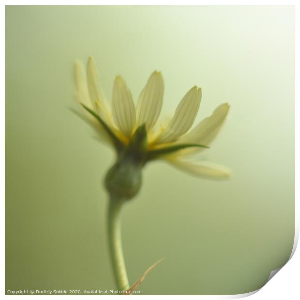 wildflower on a raining morning Print by Dmitriy Sokhin