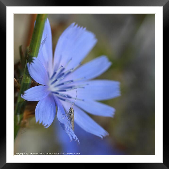 Plant flower tiny insect Framed Mounted Print by Dmitriy Sokhin