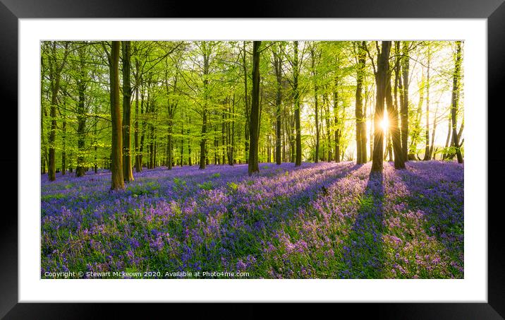 Late Bluebell Woodland Framed Mounted Print by Stewart Mckeown