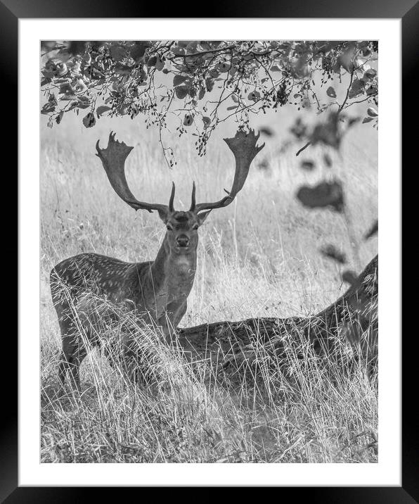 Dyrehaven Deer Park AD Framed Mounted Print by Antony McAulay