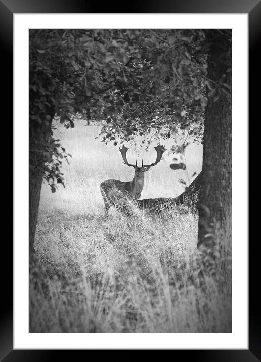 Dyrehaven Deer Park AE Framed Mounted Print by Antony McAulay