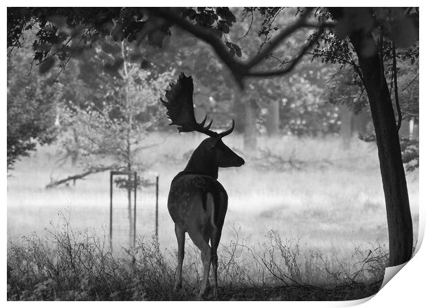 Dyrehaven Deer Park AG Print by Antony McAulay