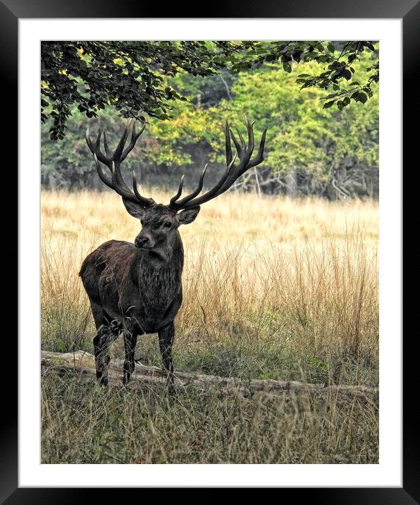 Dyrehaven Deer Park AQ Framed Mounted Print by Antony McAulay