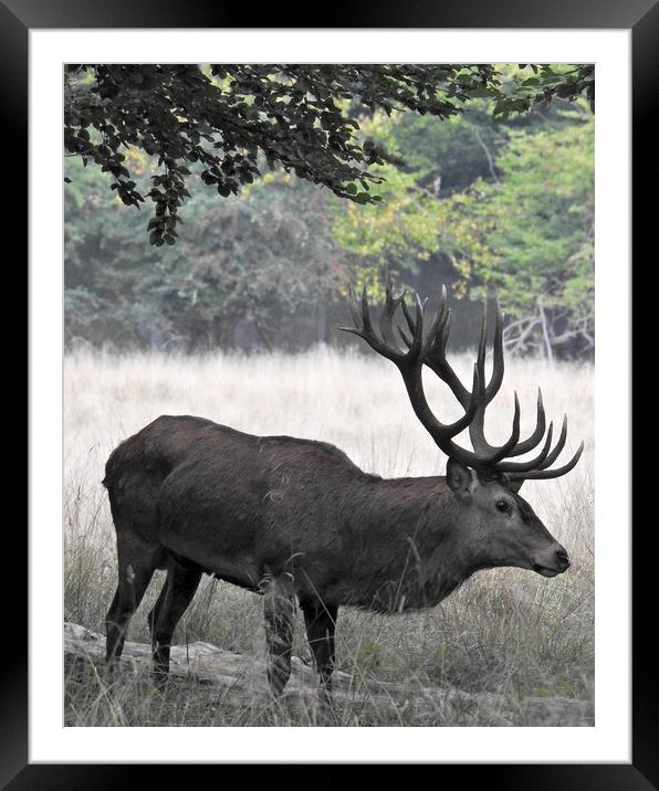 Dyrehaven Deer Park AS Framed Mounted Print by Antony McAulay