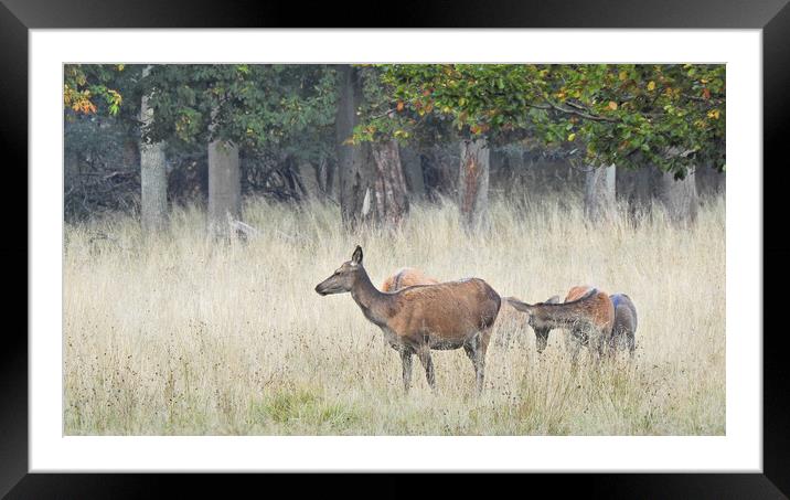 Dyrehaven Deer Park AU Framed Mounted Print by Antony McAulay