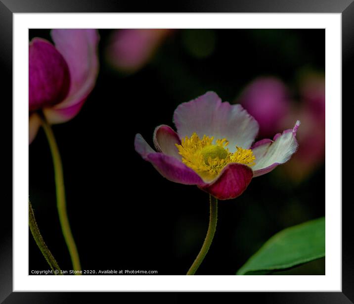 Anemone flowers  Framed Mounted Print by Ian Stone