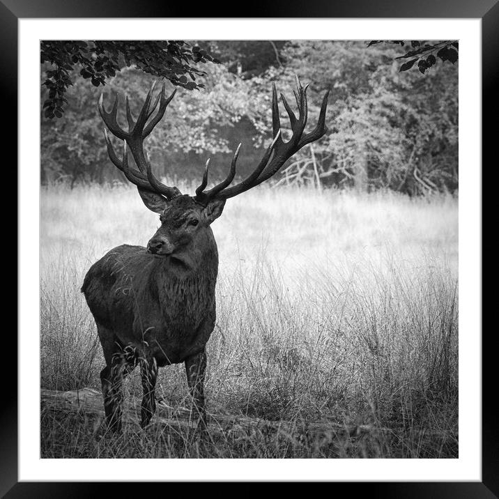Dyrehaven Deer Park BD Framed Mounted Print by Antony McAulay
