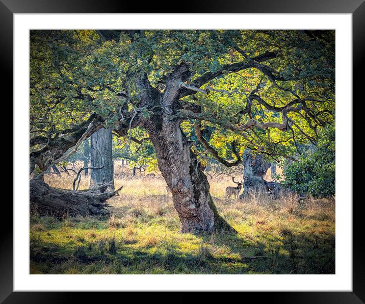 Dyrehaven Deer Park Hiding In The Trees Framed Mounted Print by Antony McAulay