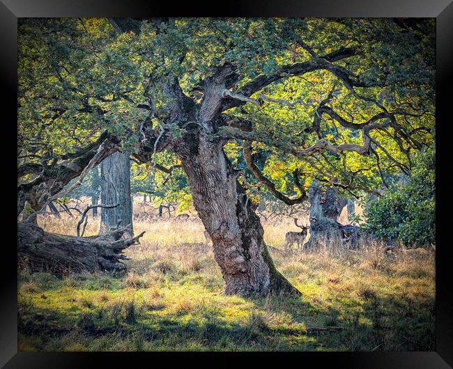 Dyrehaven Deer Park Hiding In The Trees Framed Print by Antony McAulay