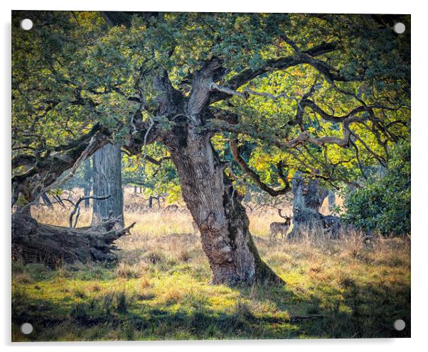 Dyrehaven Deer Park Hiding In The Trees Acrylic by Antony McAulay