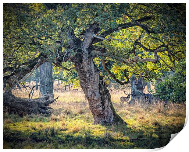 Dyrehaven Deer Park Hiding In The Trees Print by Antony McAulay