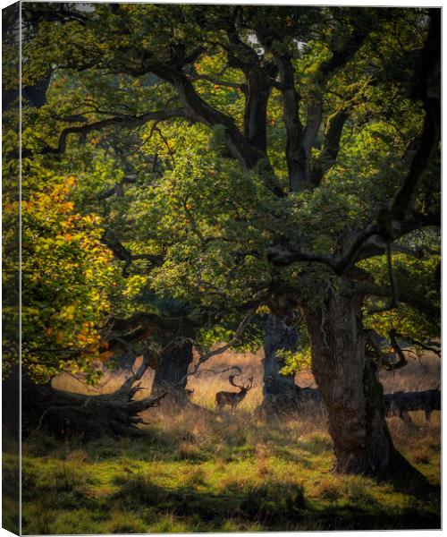 Dyrehaven Deer Park In The Trees Canvas Print by Antony McAulay