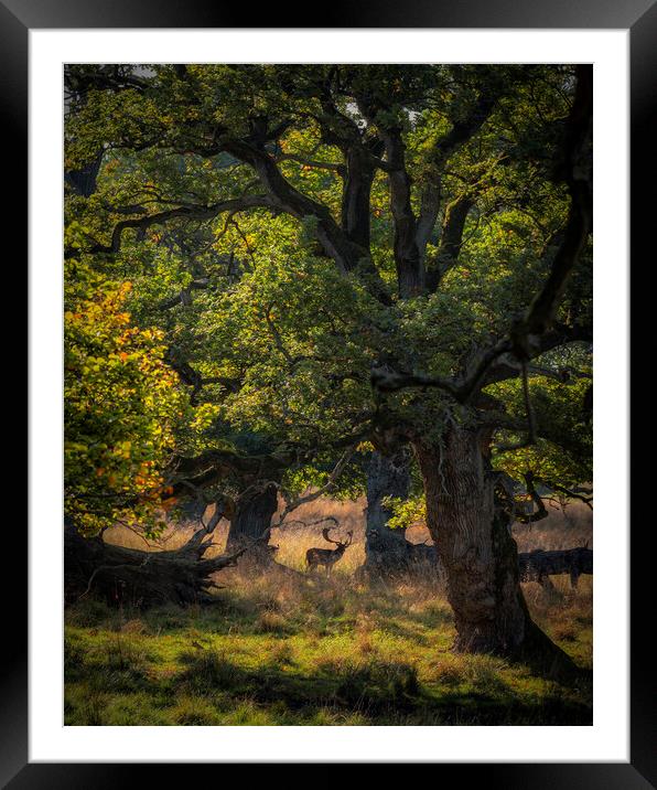 Dyrehaven Deer Park In The Trees Framed Mounted Print by Antony McAulay