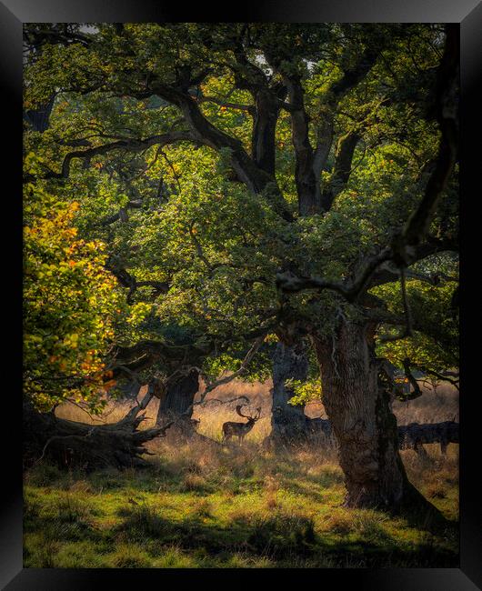 Dyrehaven Deer Park In The Trees Framed Print by Antony McAulay