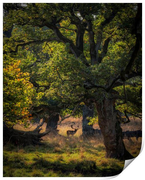 Dyrehaven Deer Park In The Trees Print by Antony McAulay