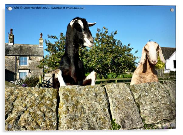 2 Nosy Goats.  Acrylic by Lilian Marshall