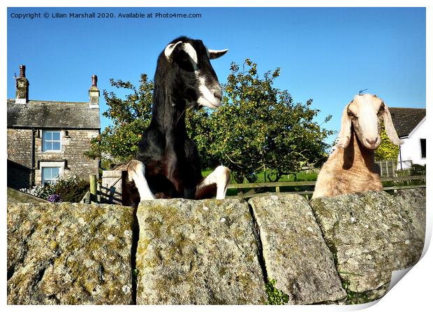 2 Nosy Goats.  Print by Lilian Marshall