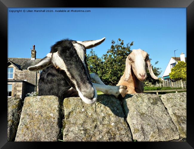2 Nosy Goats , Framed Print by Lilian Marshall