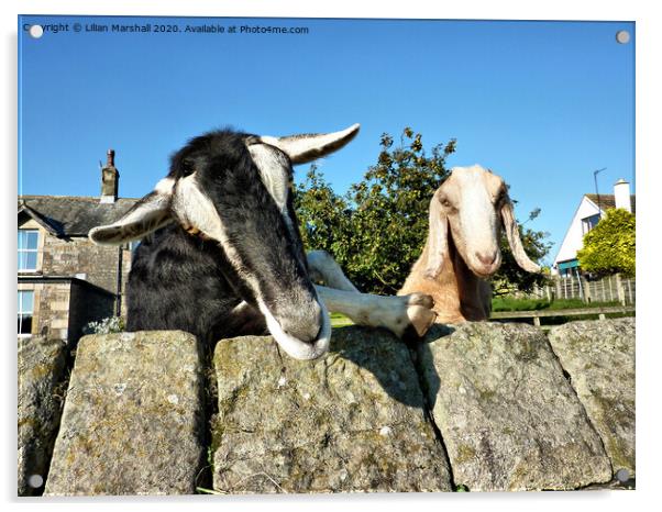 2 Nosy Goats , Acrylic by Lilian Marshall