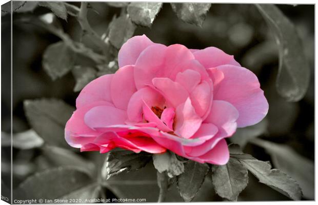 Pink rose  Canvas Print by Ian Stone