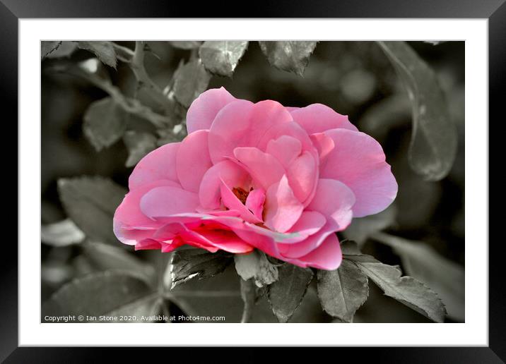 Pink rose  Framed Mounted Print by Ian Stone