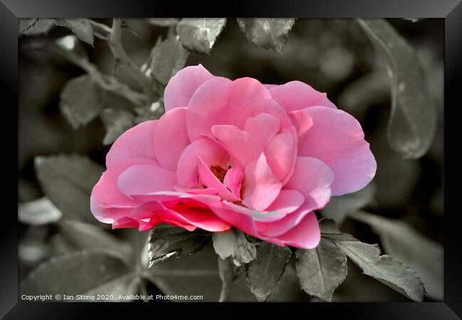 Pink rose  Framed Print by Ian Stone