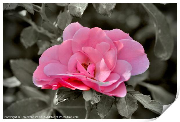 Pink rose  Print by Ian Stone