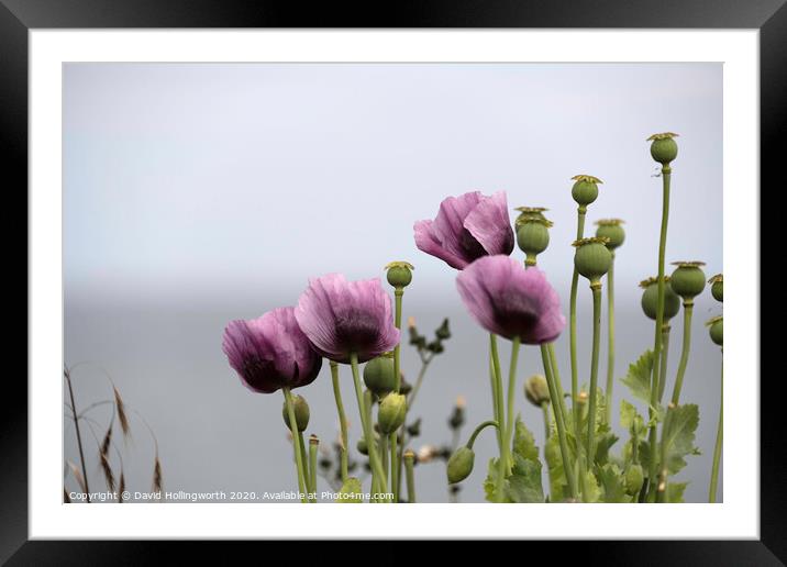 Purple Poppies Framed Mounted Print by David Hollingworth