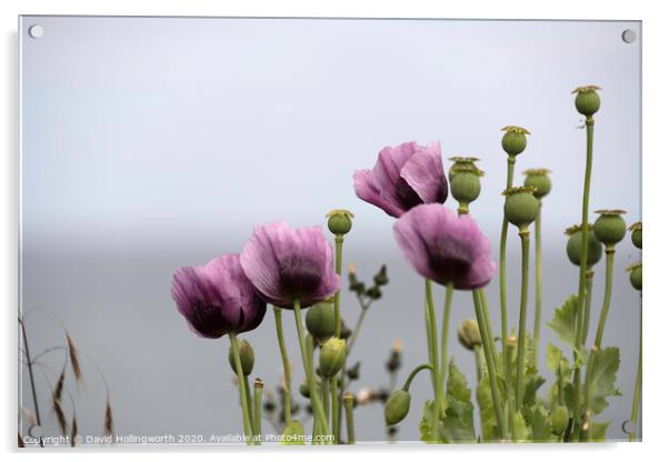 Purple Poppies Acrylic by David Hollingworth