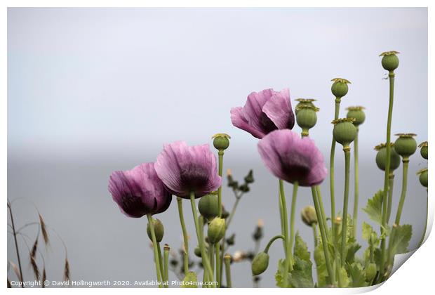 Purple Poppies Print by David Hollingworth