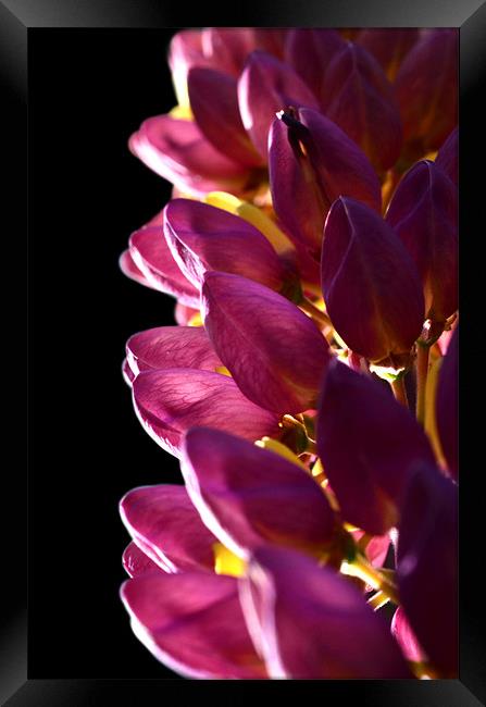 Out of the shadows Framed Print by Lauren Meyerink