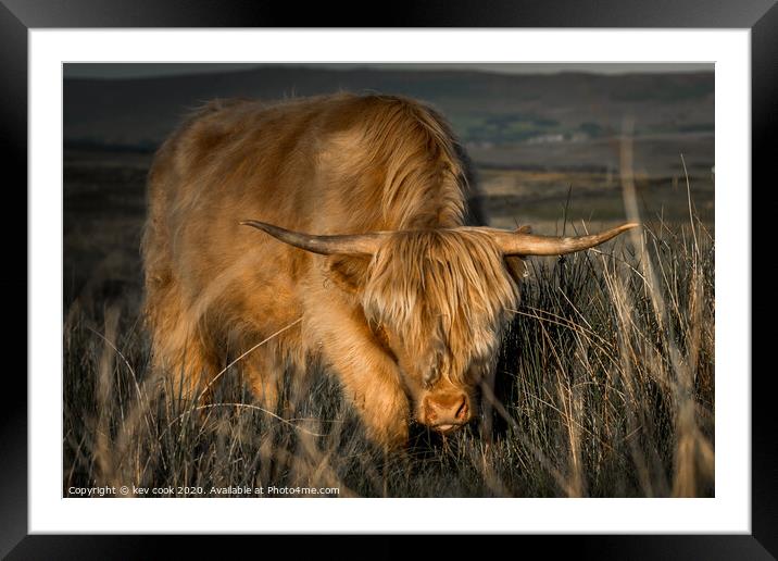 highland cow charging Framed Mounted Print by kevin cook