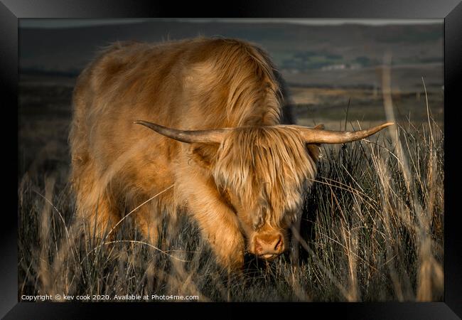 highland cow charging Framed Print by kevin cook