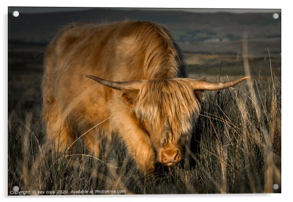 highland cow charging Acrylic by kevin cook