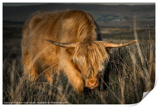 highland cow charging Print by kevin cook