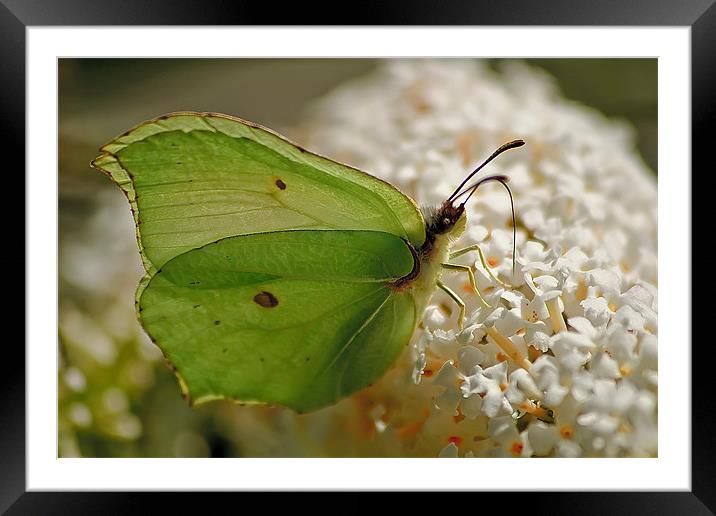 Brimstone Butterfly Framed Mounted Print by Simon Gladwin