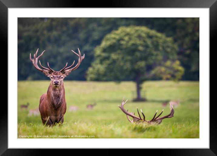 little and large  Framed Mounted Print by kevin cook