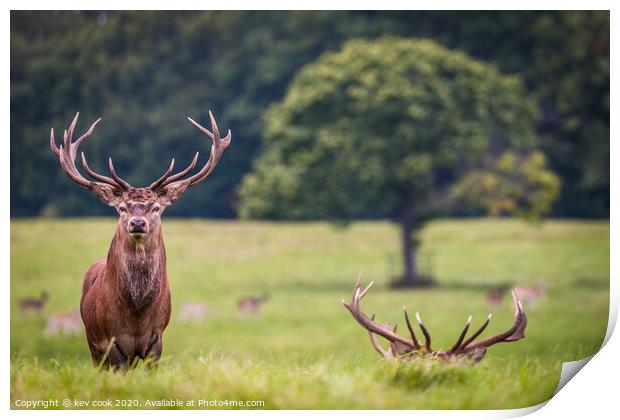 little and large  Print by kevin cook