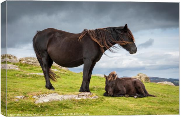 Dartmoor Pony with its foal Canvas Print by Chris Warham