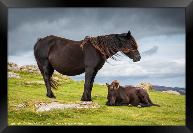Dartmoor Pony with its foal Framed Print by Chris Warham