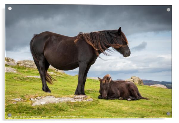 Dartmoor Pony with its foal Acrylic by Chris Warham
