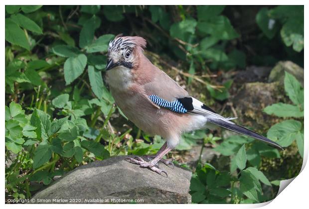 A Jay perched on a rock Print by Simon Marlow