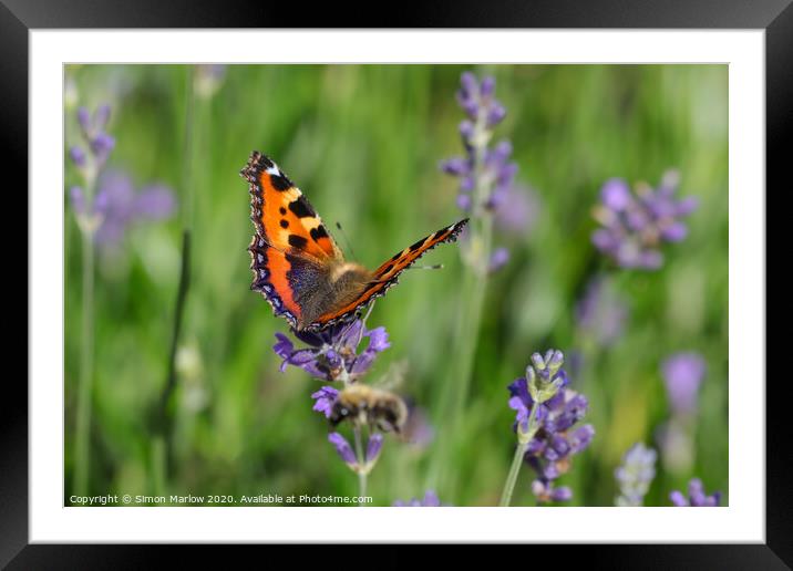 The Graceful Dance of a Tortoiseshell Butterfly Framed Mounted Print by Simon Marlow