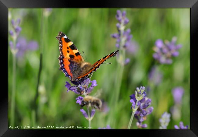 The Graceful Dance of a Tortoiseshell Butterfly Framed Print by Simon Marlow
