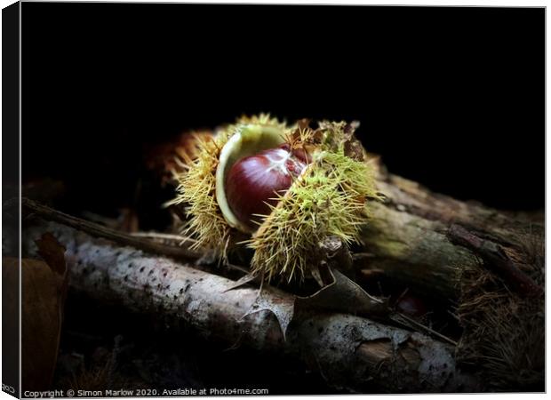 An autumn Chestnut with the case open Canvas Print by Simon Marlow