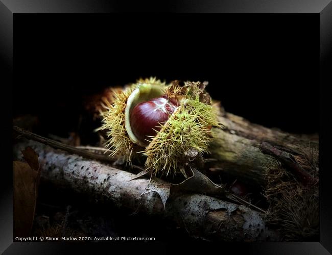 An autumn Chestnut with the case open Framed Print by Simon Marlow