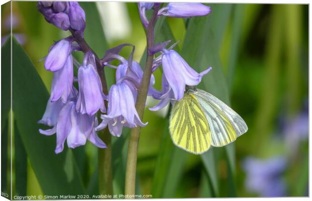 Green Veined White butterfly on Bluebells Canvas Print by Simon Marlow